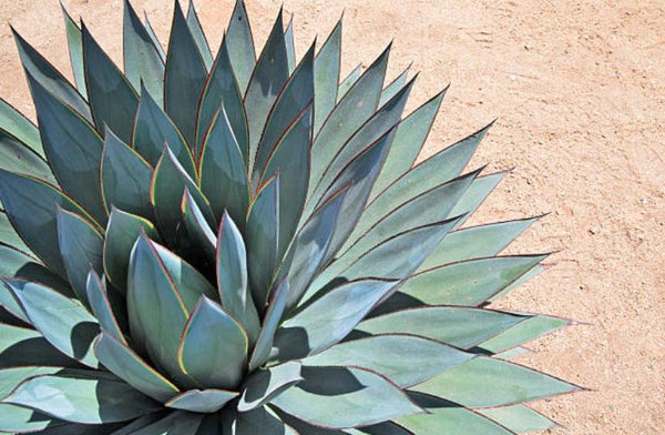 Agave Inulin: Super Fiber for Great Health Benefits - Ground-Based Nutrition