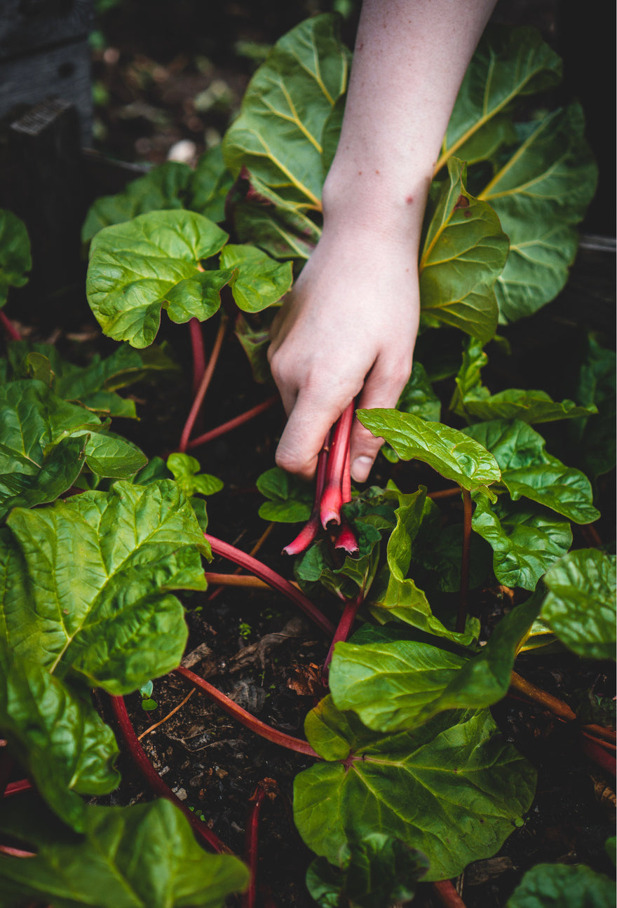 Alzheimer & Brain Awareness Month | Nutrition