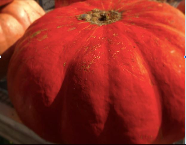 It's Fall Y'all!