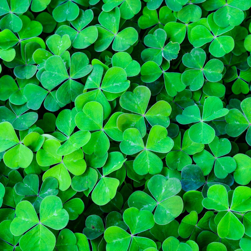 St. Patrick's Day Workout