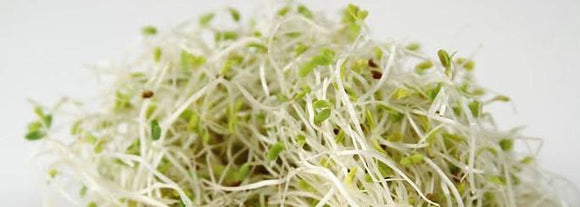 Benefits of Alfalfa: Protein-packed, Power Plant