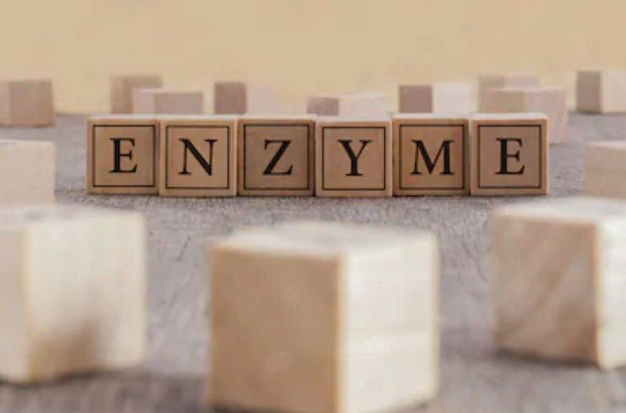 The Importance of Digestive Enzymes for the Plant-Based Diet